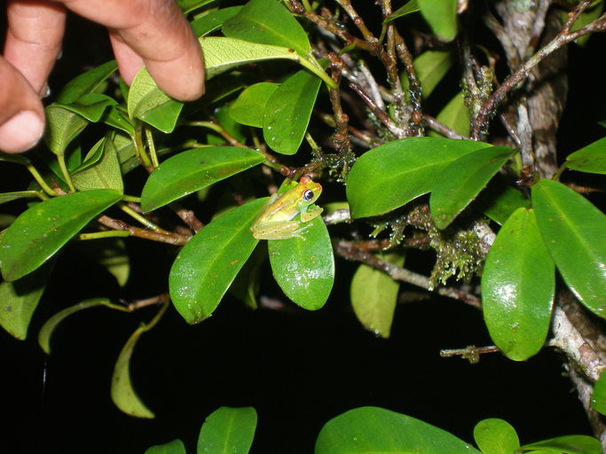 Boophis rappiodes