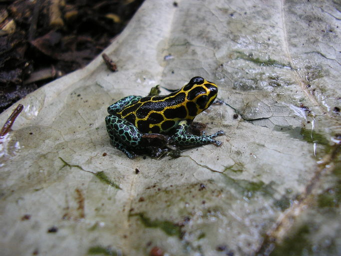 Ranitomeya imitator Ranitomeya imitator