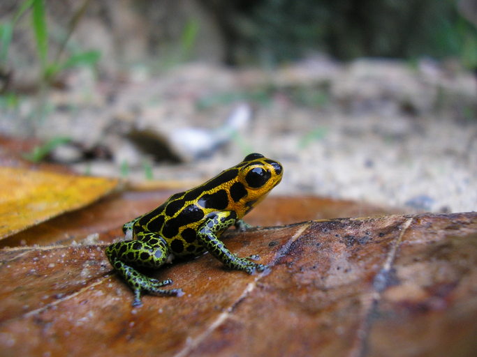 Ranitomeya imitator Ranitomeya imitator