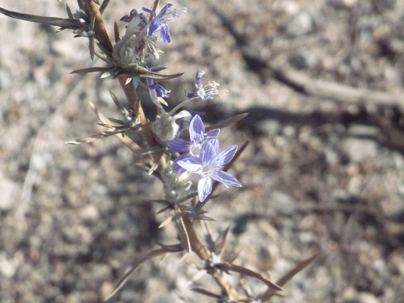 Eriastrum densifolium ssp. sanctorum