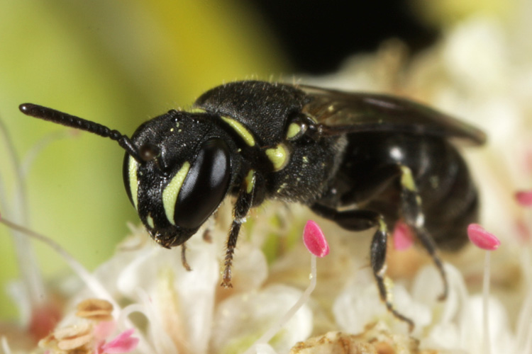 Hylaeus (Paraprosopis) polifolii