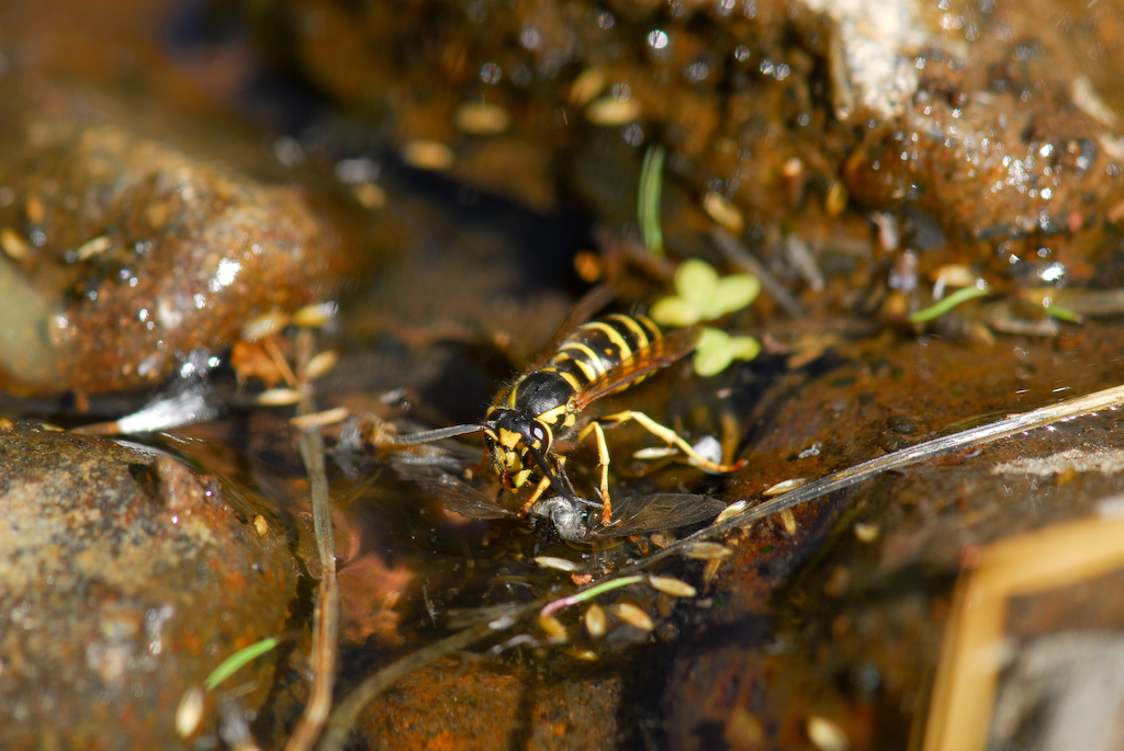 Vespula germanica Vespula germanica