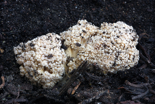 Ramaria botrytis Ramaria botrytis