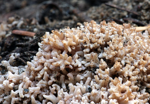 Ramaria botrytis Ramaria botrytis
