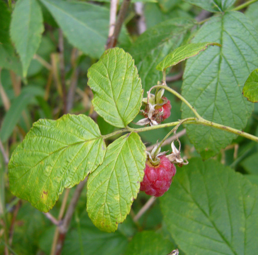 Rubus idaeus