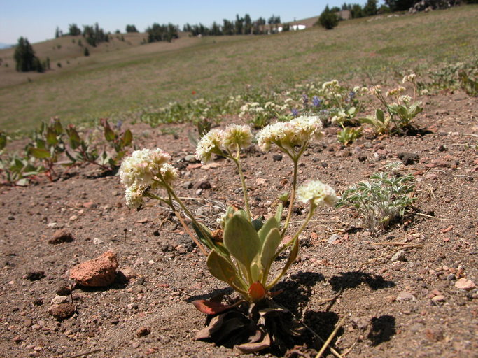 Eriogonum pyrolifolium