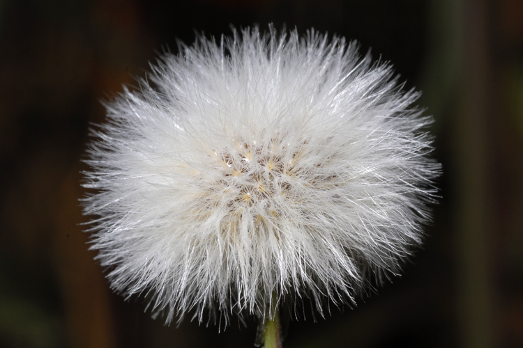 Sonchus oleraceus