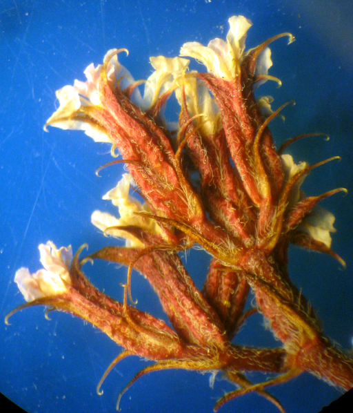 Chorizanthe staticoides