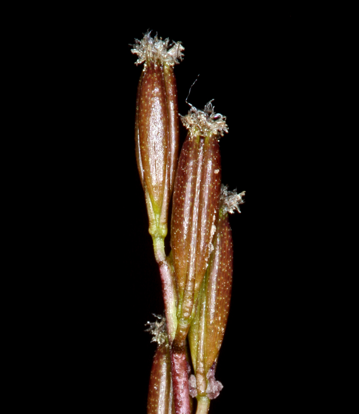 Triglochin palustris