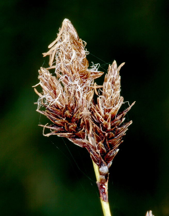 Carex fissuricola