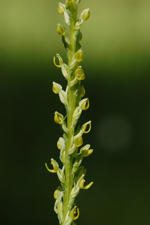 Platanthera yosemitensis