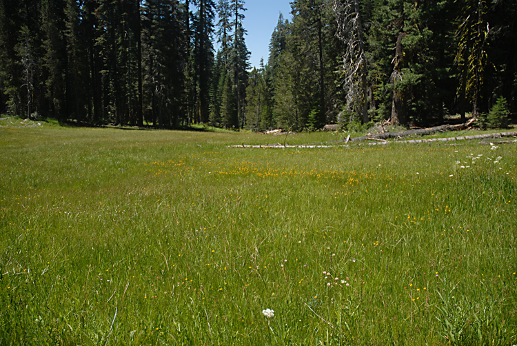 Platanthera yosemitensis