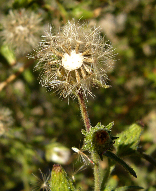 Dittrichia graveolens