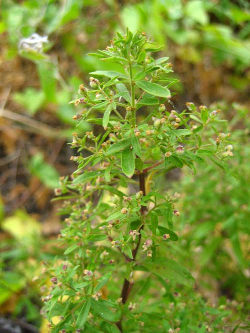 Galium catalinense ssp. acrispum