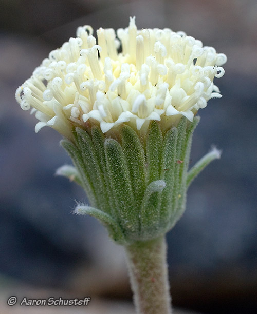 Chaenactis suffrutescens