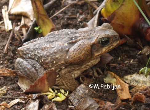 Rhinella horribilis