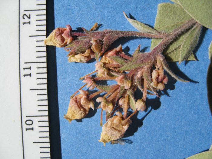 Arctostaphylos gabilanensis