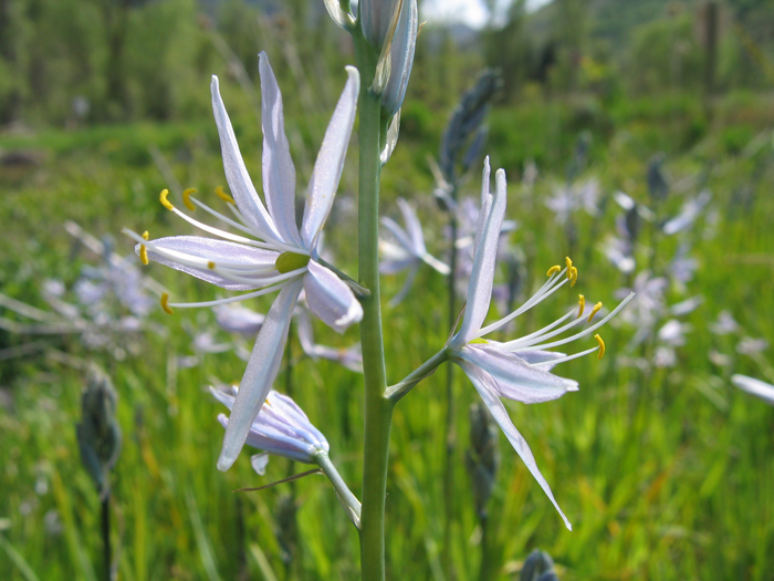 Camassia quamash ssp. utahensis