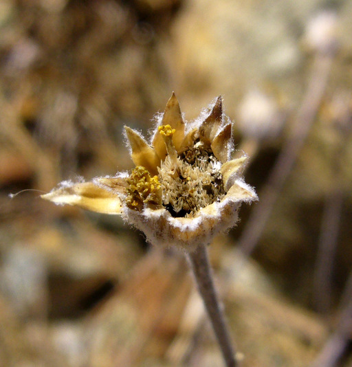 Eriophyllum lanatum