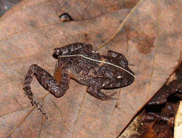 Craugastor polyptychus Craugastor polyptychus