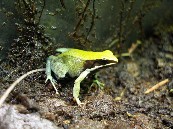 Mantella viridis Mantella viridis
