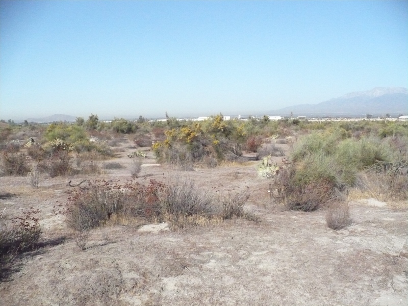 Riversidean Alluvial Fan Sage Scrub Riversidean Alluvial Fan Sage Scrub
