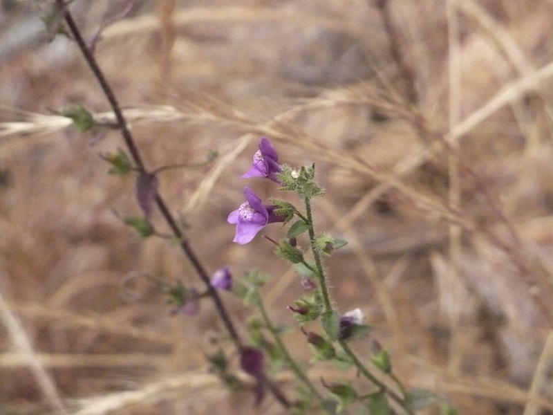Antirrhinum nuttallianum ssp. subsessile Antirrhinum nuttallianum ssp. subsessile