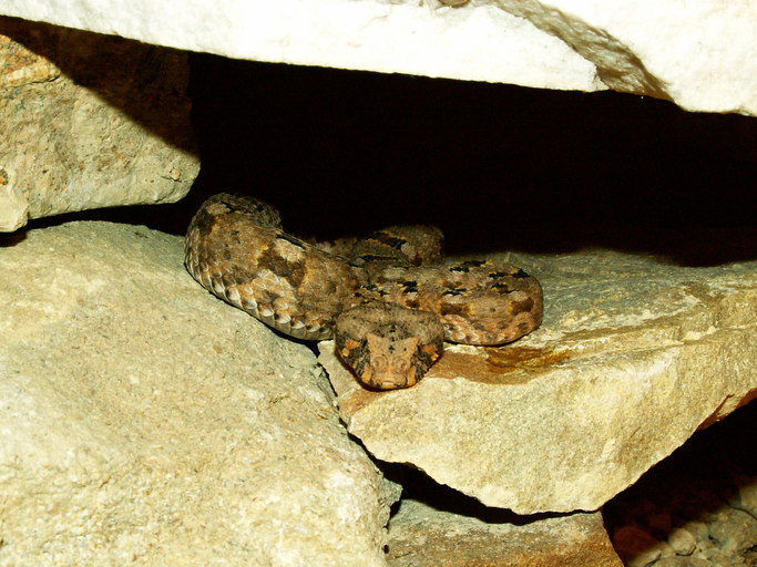 Bitis xeropaga