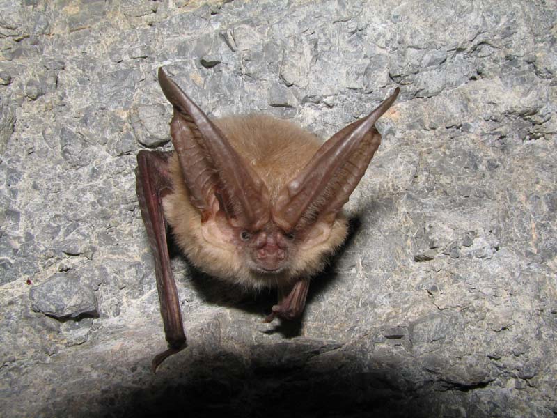 Corynorhinus townsendii