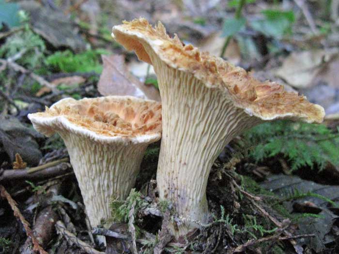 Gomphus floccosus Gomphus floccosus