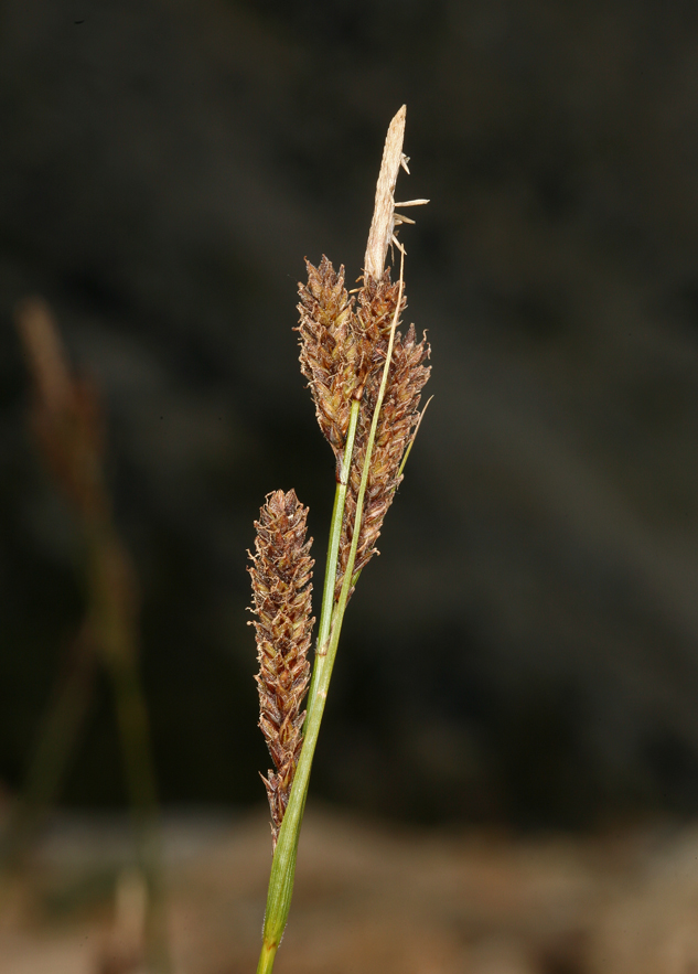 Carex congdonii