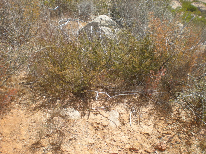 Tetracoccus dioicus Tetracoccus dioicus