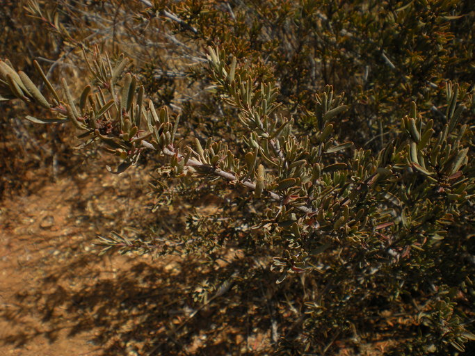 Tetracoccus dioicus Tetracoccus dioicus