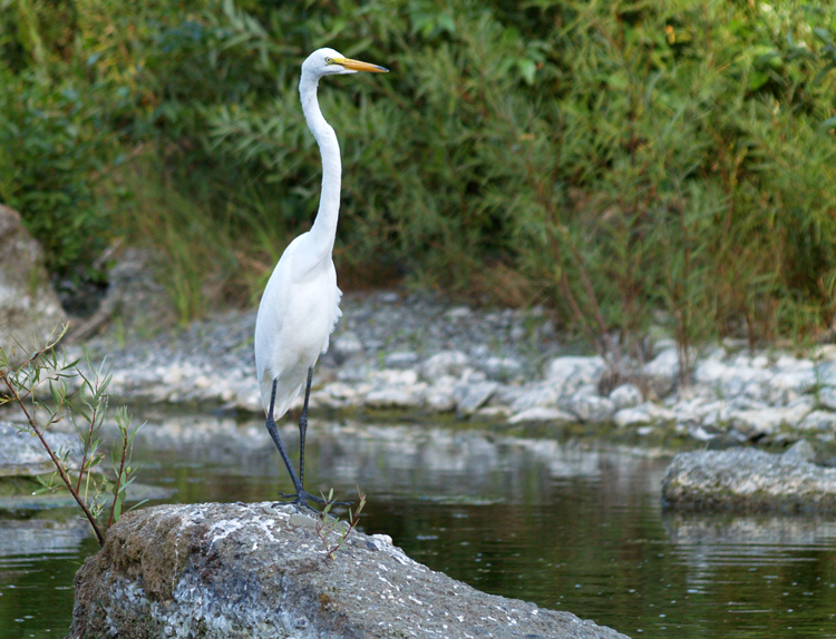 Ardea alba Ardea alba