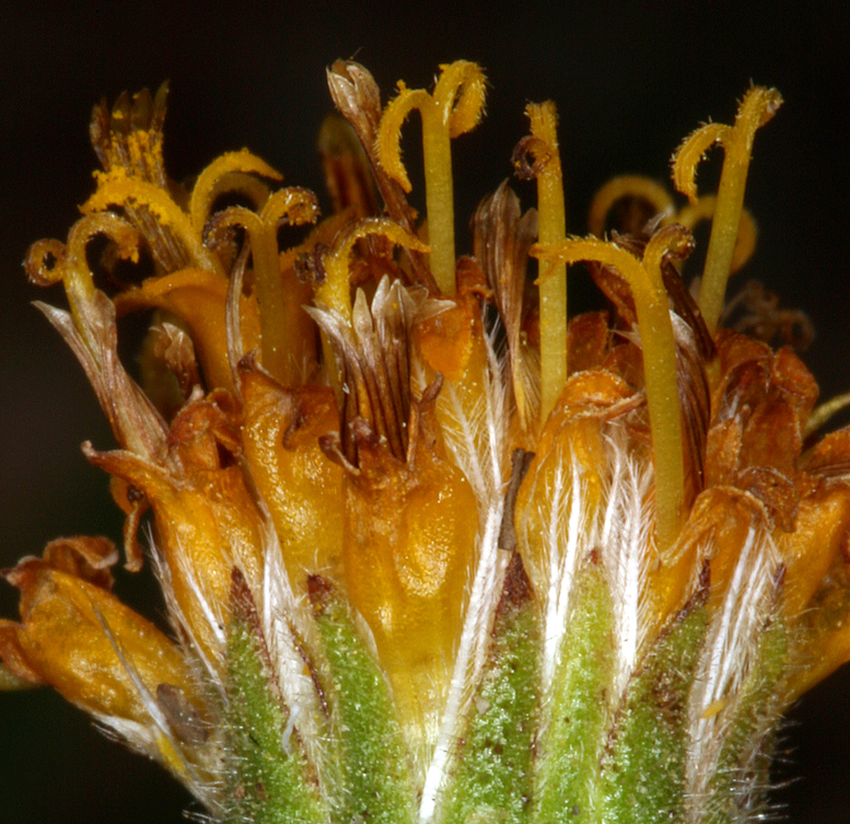 Raillardella scaposa Raillardella scaposa