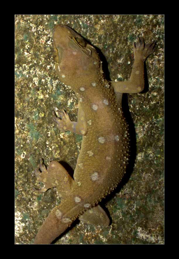 Hemidactylus prashadi Hemidactylus prashadi