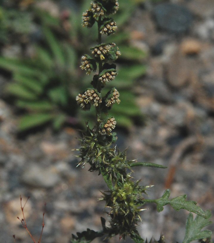Ambrosia acanthicarpa