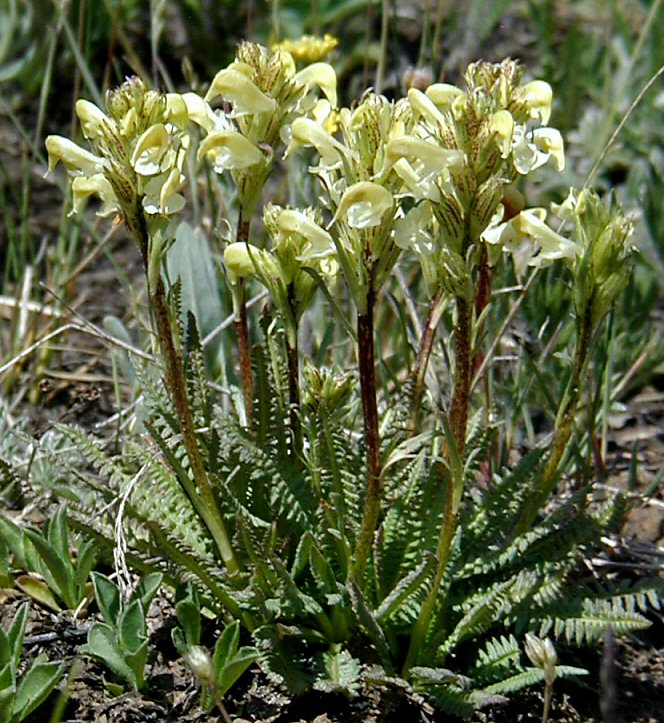 Pedicularis parryi ssp. parryi