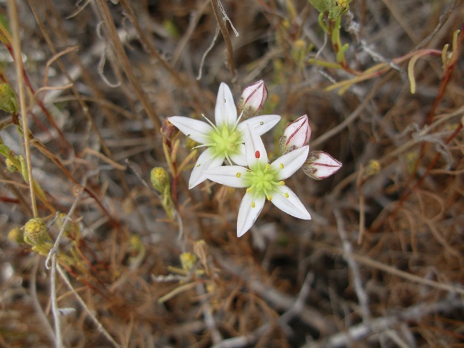 Dudleya blochmaniae ssp. blochmaniae