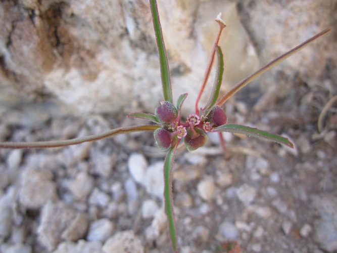 Euphorbia exstipulata var. exstipulata Euphorbia exstipulata var. exstipulata