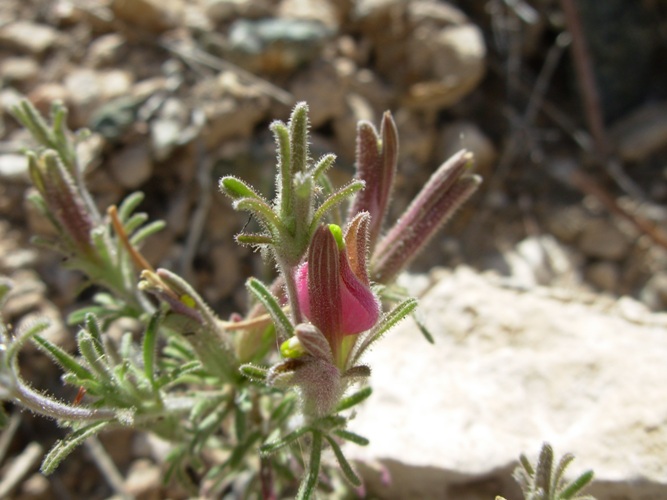 Cordylanthus parviflorus Cordylanthus parviflorus