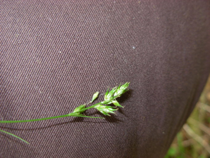 Carex leptopoda Carex leptopoda