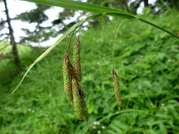 Carex mertensii Carex mertensii