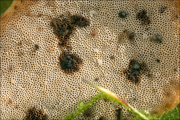 Polyporus varius