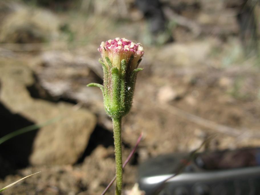 Chaenactis santolinoides Chaenactis santolinoides