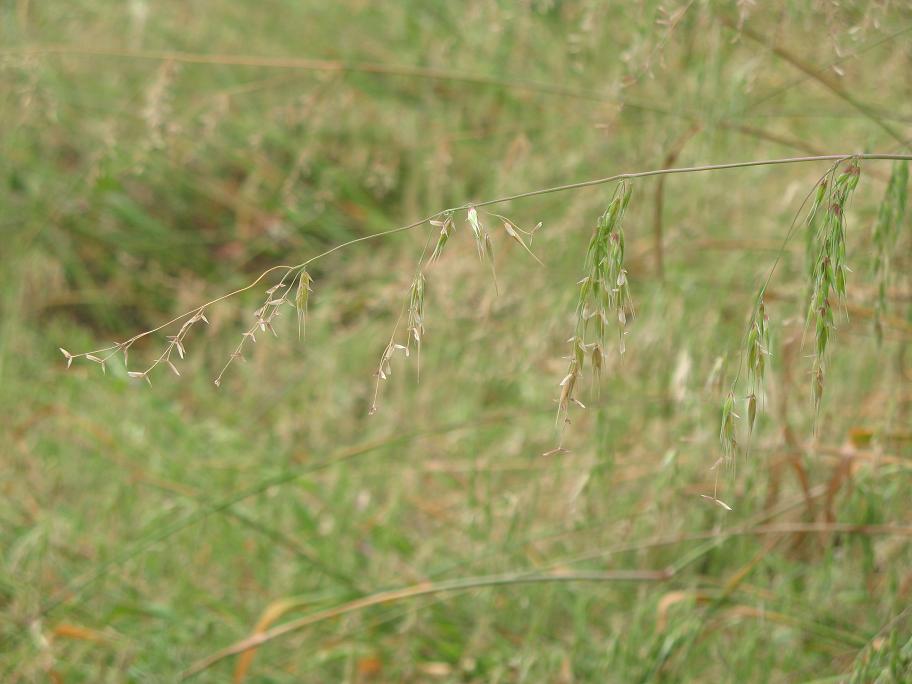 Ehrharta longiflora Ehrharta longiflora