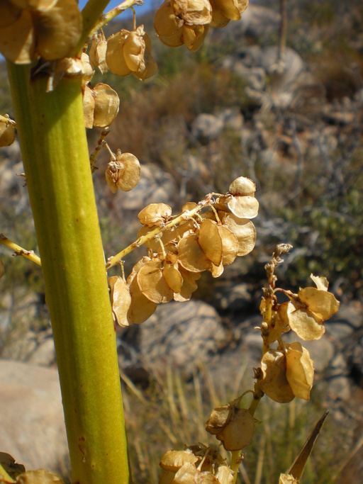 Nolina cismontana Nolina cismontana