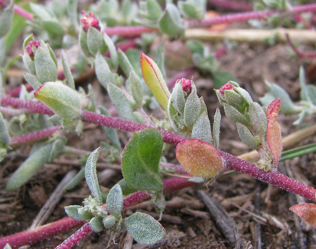Atriplex coulteri Atriplex coulteri