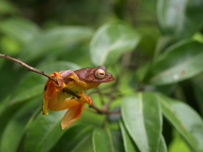 Rhacophorus rhodopus