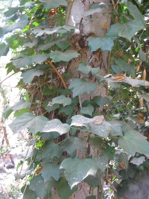 Hedera sp.